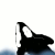 :iconoceana-orca:
