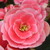 :iconoceanbliss: