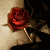 :iconoceannightrose: