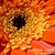 :iconoceanowlphotography: