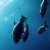 :iconoceansaquatique: