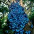 :iconoceanwaves111: