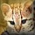 :iconocelot-of-camelot: