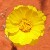 :iconocelotspot:
