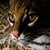 :iconocelott-meow: