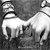 :iconociek: