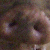 :iconoctaviantri: