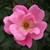 :iconoctober-onyx:
