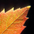 :iconOctober15th: