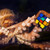 :iconoctopusexchange: