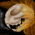 :iconodd-berry: