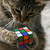 :iconoddball210: