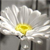 :iconoddoneout011: