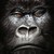 :iconodeenslab: