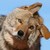 :iconodin-413: