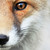 :iconodin312: