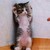 :iconodinebangle: