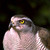 :iconoeil-2-faucon: