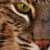:iconoeil2lynx:
