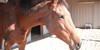 :iconoff-the-track-tbs: