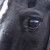 :iconofficial5ive: