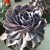 :iconofleafandlimb: