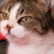 :iconofrikit: