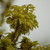 :iconoggephotofrog: