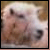 :iconohlookasheep: