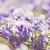 :iconohsoexclusive: