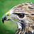:iconoilpastelsartist: