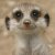 :iconok-meerkat-art: