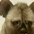 :iconokami-blaze: