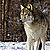 :iconokami-lover1234:
