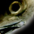 :iconokcc: