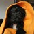 :iconokhamster: