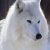 :iconoki-wolf:
