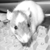 :iconokiron: