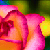 :iconokkae:
