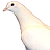:iconokosanbirdplz: