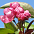 :iconola295: