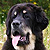 :iconold-mastiff: