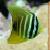 :iconold-treecko: