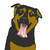 :iconolddogy: