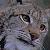 :iconoldlynx: