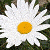 :iconoldnewone:
