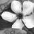 :iconoleanderclouds: