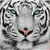 :iconolegralioness: