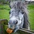 :iconolegraymane: