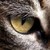 :iconolga7777: